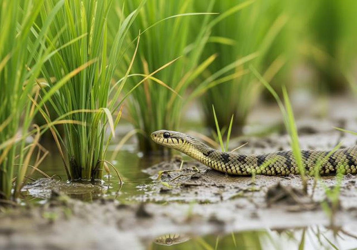 Banyak Orang Salah Paham, Ini Fungsi Ular Sawah yang Jarang Dijelaskan