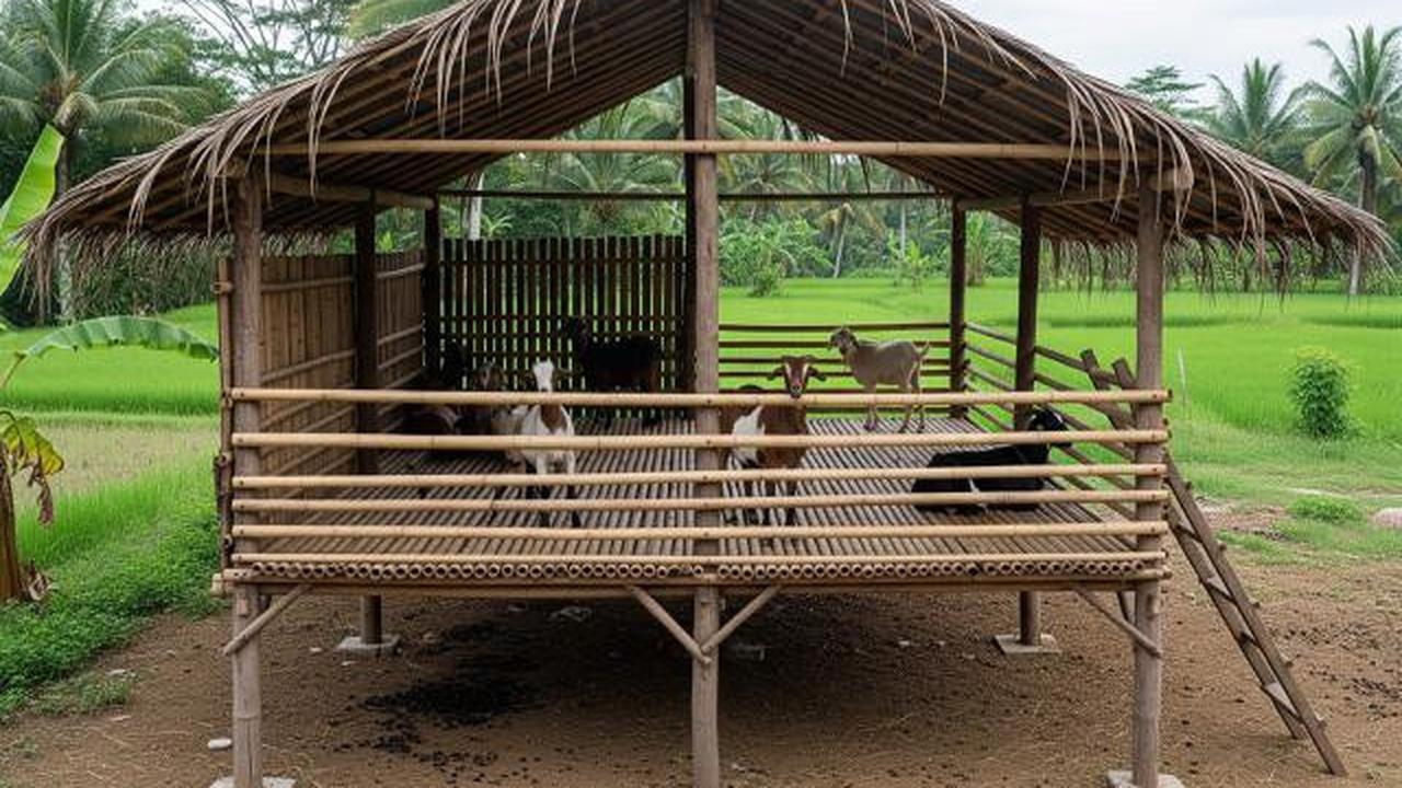 Sulap Lahan Sempit 2x3 Meter Jadi Kandang Kambing, Begini Cara Ternak Modern di Pemukiman Padat