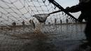 Nelayan memindahkan ratusan ikan mas yang tertangkap jala saat tradisi panen ikan secara tradisional di dekat desa Mazelov, Republik Ceko, 15 November 2018. Tradisi panen ikan mas ini biasa dilakukan tahunan menjelang musim Natal. (AP/Petr David Josek)