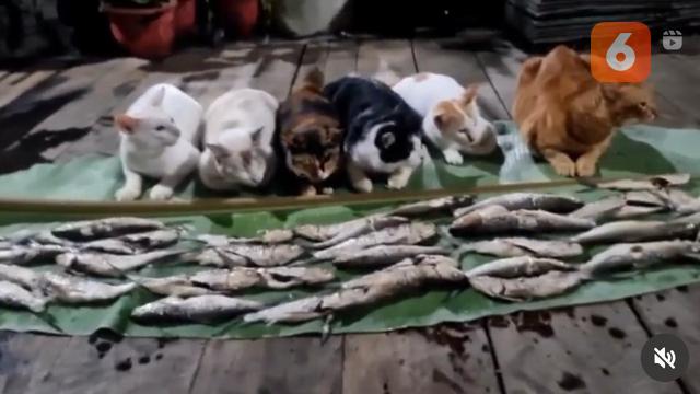 Kucing Petani Deretan Kucing Viral dengan Pengikut Terbanyak di Media Sosial