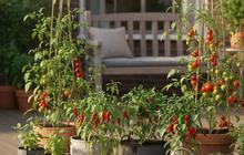 Cara Membuat Pupuk Organik Cair dari Sisa Dapur untuk Cabe dan Tomat, Praktis Suburkan Tanaman