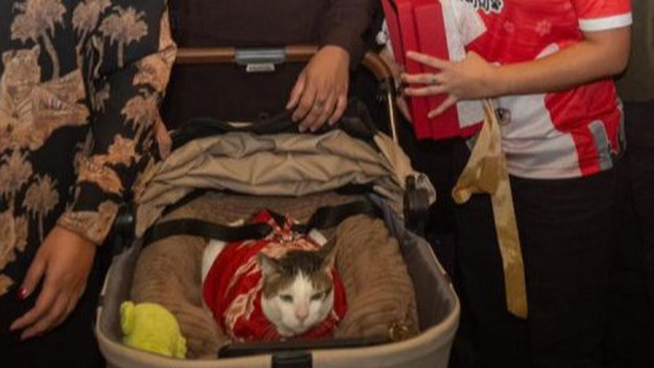 Anggota DPRD Jakarta Menang Lelang Baju ‘Bobby The Cat’ Milik Presiden Prabowo, Harganya Fantastis!