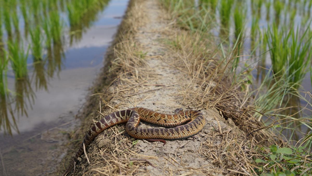 Ciri-Ciri Ular Sawah yang Sering Masuk Rumah dan Cara Mengenalinya