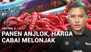 Panen Anjlok, Harga Cabai Melonjak