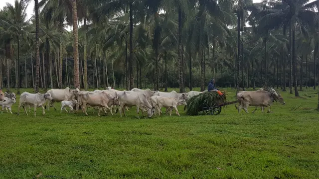 Berkat Program Sikomandan, Kebuntungan Sapi dan Kerbau di Sumut Lewati Target