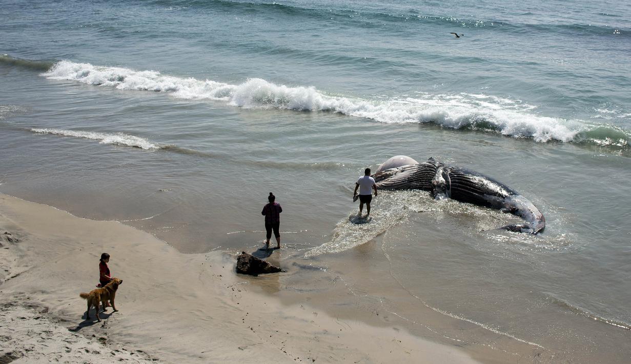 Warga melihat bangkai paus kelabu di Pantai Maria Martha, Baja California, Meksiko (12/9). Bangkai paus dengan kondisi perut tersobek jadi perhatian warga sekitar di lokasi tersebut. (AFP Photo/Guillermo Arias)