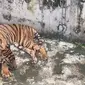 Kondisi harimau sumatera di Medan Zoo (Instagram @medantau)