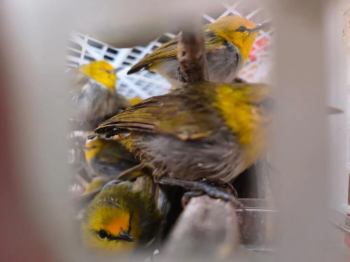 Padangbai Jadi Jalur Gelap, Karantina Bali Amankan 7.355 Burung Selundupan