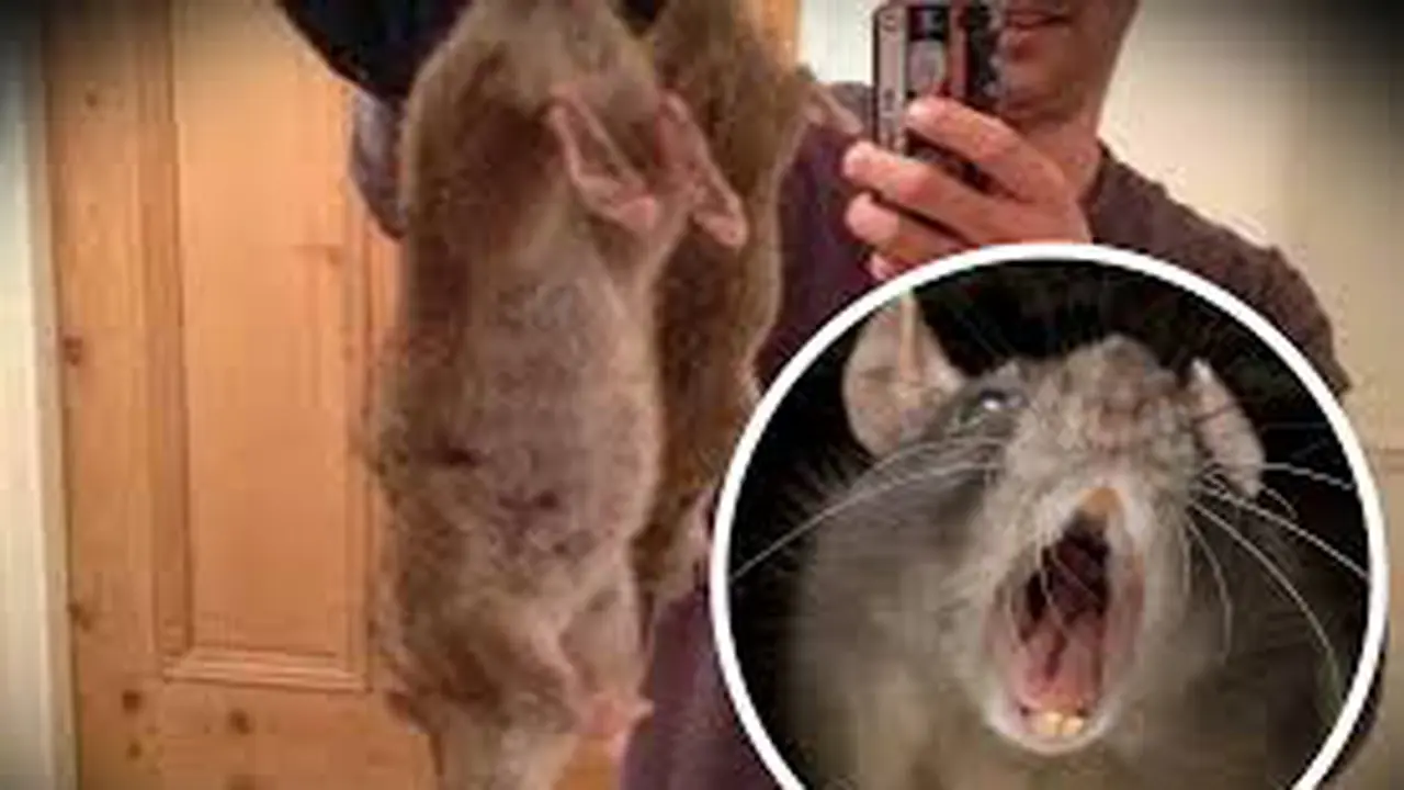  Tikus Jumbo Sepanjang 2 Kaki `Serang` Inggris