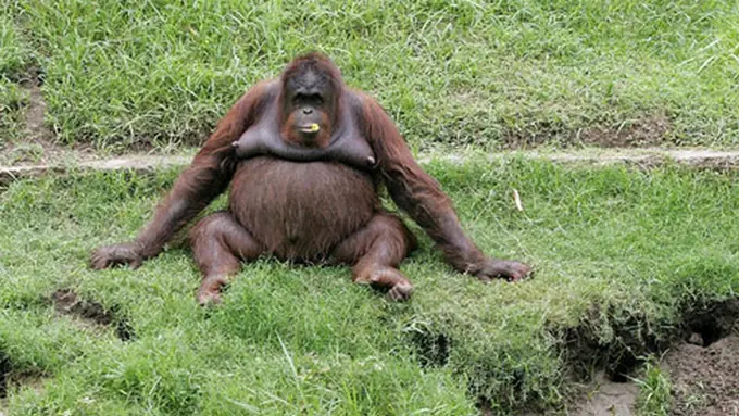 Berikut 9 Fakta Tentang Orangutan, Sudah Tahu Belum?