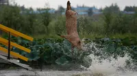 Seekor babi melompat ke kolam di Shenyang di provinsi Liaoning, China, (17/8). Untuk mendapatkan daging berkualitas, peternak babi di China melatih babi-babinya untuk menyelam dari balkon dengan ketinggian tiga meter. (AFP Photo/Str/China Out)