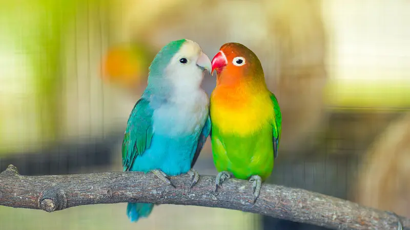 Jenis Lovebird Paling Mahal