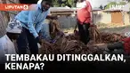 Makin banyak petani di Malawi beralih dari penanaman tembakau dan mereka mulai meraup keuntungan dari komoditas lainnya, menurut Organisasi Kesehatan Dunia, WHO. Malawi sendiri telah meratifikasi perjanjian konvensi pengendalian tembakau dari WHO yan...