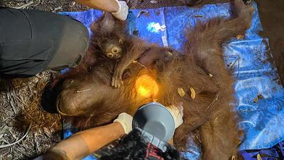 Kebakaran Hutan Mengancam Orangutan Tanjung Puting