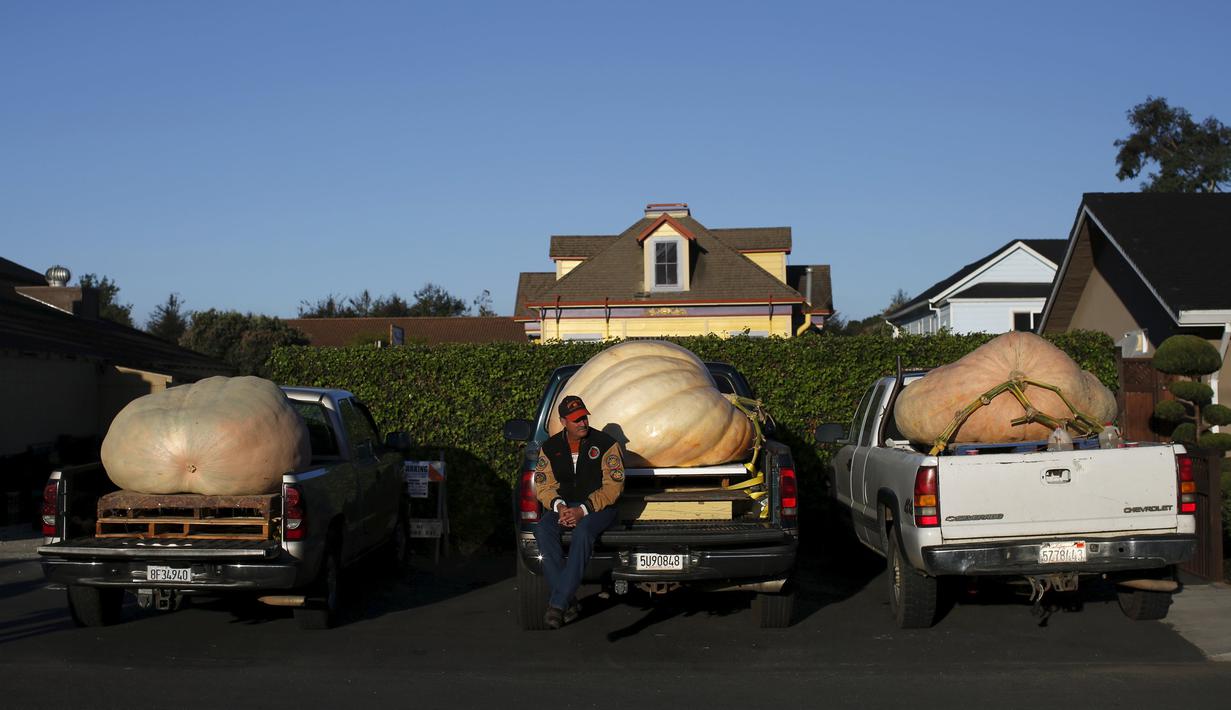 John Hawkley, duduk dengan labu di truk sebelum perlombaan Safeway World Championship Pumpkin Weigh-Off yang ke-42 di Half Moon Bay, California, Senin (12/10). Acara tahunan tersebut memperlombakan hasil panen berupa labu raksasa. (REUTERS/Stephen Lam)