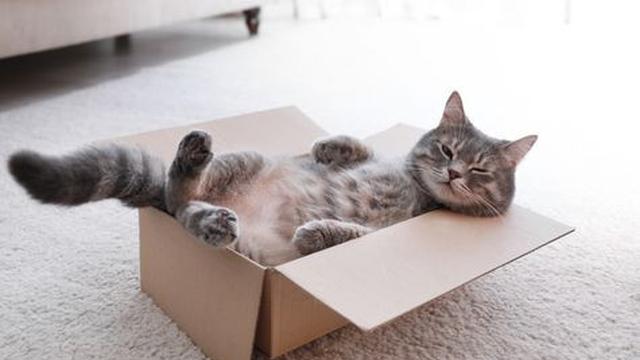 Hangat dan Nyaman, Alasan Kucing Betah Tinggal di Kotak Kardus