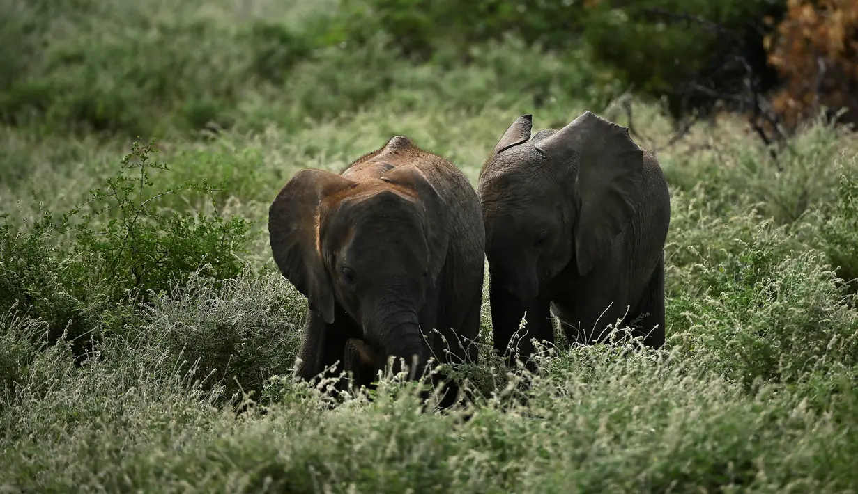 Anak-anak gajah melewati semak-semak saat jalan-jalan rutin di Reteti Elephant Sanctuary, Namunyak Wildlife Conservancy, Kenya, Rabu (26/2/2020). (TONY KARUMBA/AFP)