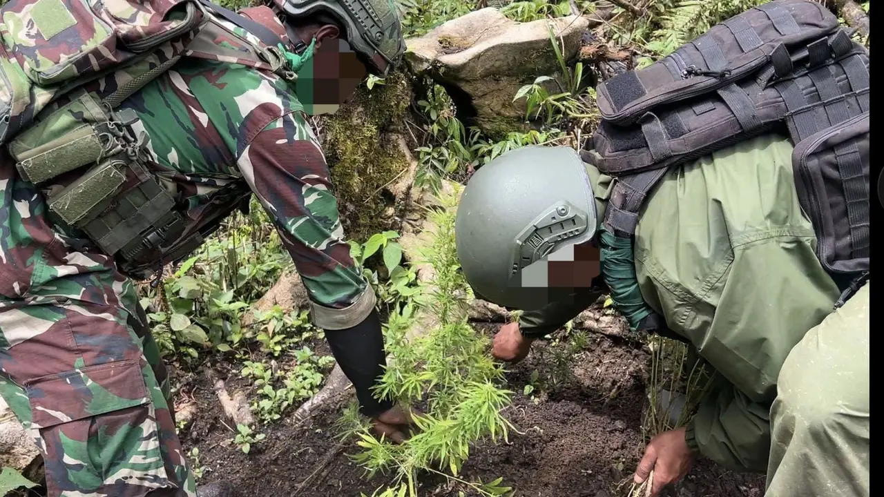 Satgas Operasi Damai Cartenz temukan ladang ganja di Pegunungan Bintang