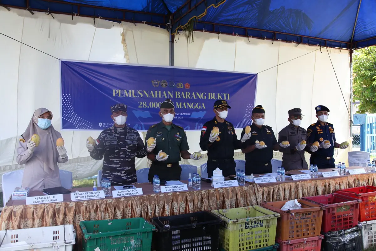 Bea Cukai dan Detasemen Polisi Militer (Denpom) 1/3 Pekanbaru menggagalkan upaya penyelundupan 1.400 keranjang mangga ilegal asal Thailand