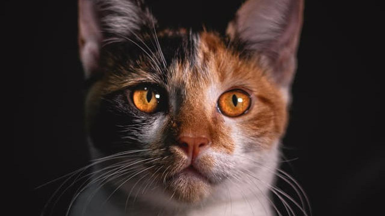 Ilustrasi Kucing Kembang Telon