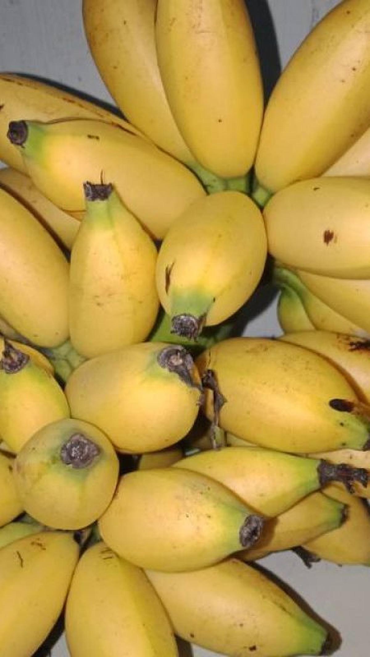 3. Pisang Mas