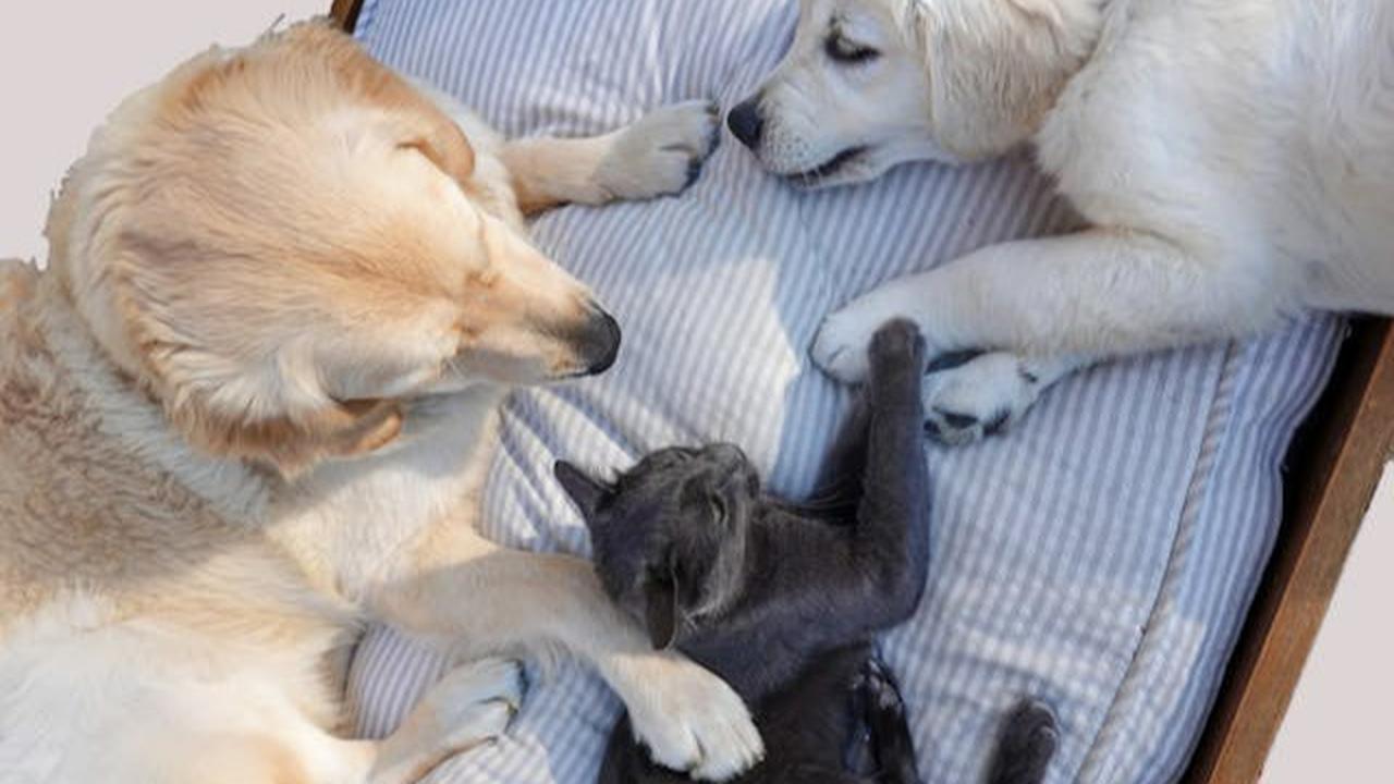 Anjing dan Kucing Bisa Kena Diabetes, Ini Fakta dan Cara Penanganannya