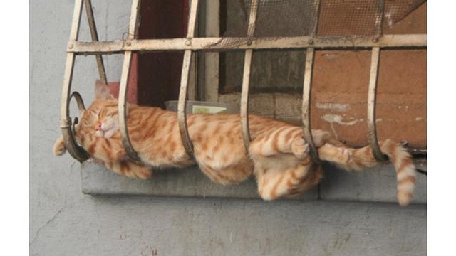 Potret 7 Kucing Rebahan Ini Bikin Geleng Kepala