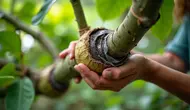 Cara Mencangkok Pohon Jambu agar Cepat Berakar dan Berbuah