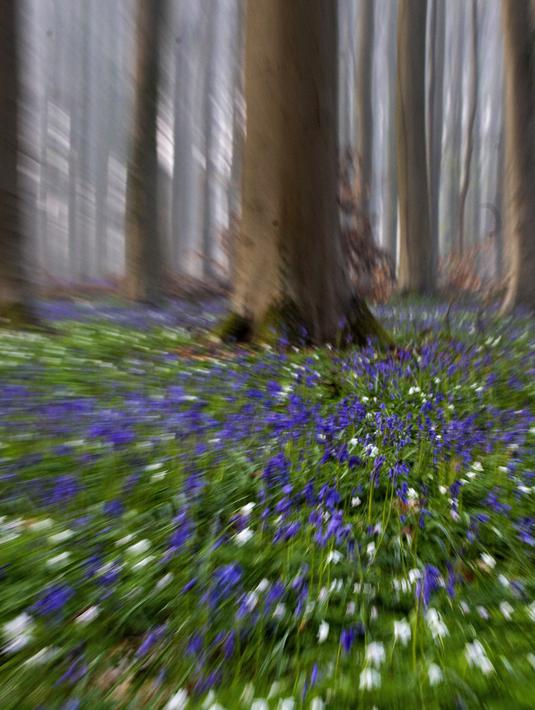 Bluebell, juga dikenal sebagai Eceng Gondok liar, mekar di lantai hutan Hallerbos di Halle, Belgia  20/4/2021). Pada musim semi, pemandangan biru hamparan bunga Bluebell atau eceng gondok liar tengah bermekaran dapat dinikmati di hutan ini. (AP Photo/Virginia Mayo)