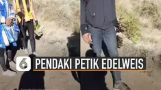 Baru-baru ini beredar video beberapa pendaki memetik bunga edelweis saat naik gunung. Salah satu pendaki yang melihat kejadian itu langsung merekam dan memberikan nasihat kepada pendaki yang memetik bunga edelweis itu.