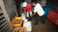 La Nina Mengancam, Nelayan Pantai Ngrenehan Malah Panen Ikan Layur