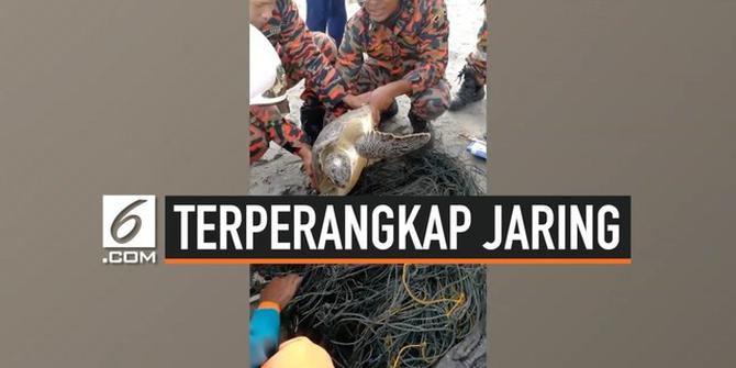 VIDEO: Kura-Kura Terperangkap Jaring Nelayan