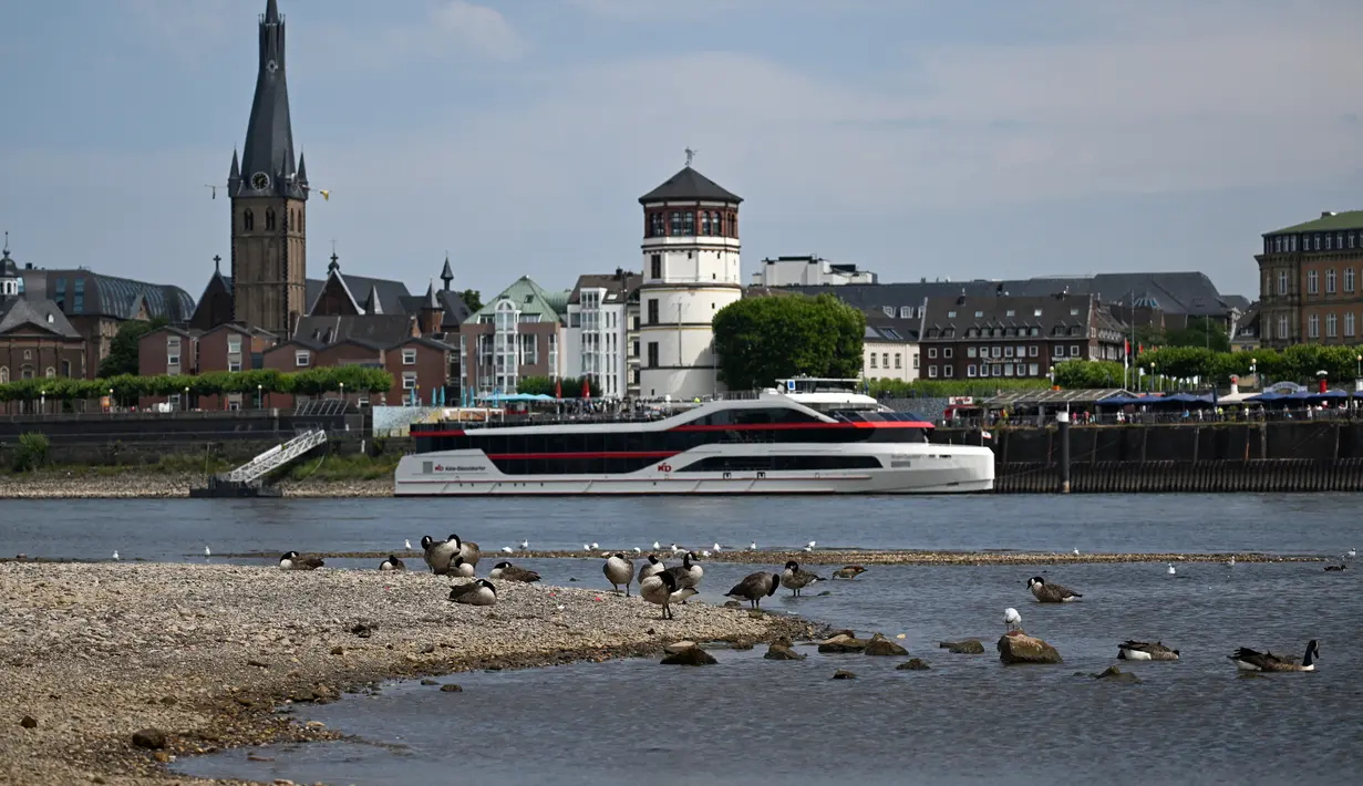 Burung-burung berdiri di pantai panjang dan dasar sungai Rhine yang sebagian mengering di Duesseldorf, Jerman barat (25/7/2022). Sungai Rhine adalah salah satu rute pelayaran terpenting di benua Eropa dan tentu saja merupakan jalur air terpenting Jerman. (AFP/Photo/Ina Fassbender)