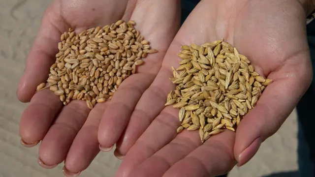 Resep Salad Barley Hangat dengan Sayur Panggang dan Lemon Dressing untuk Menu Sehari-hari