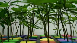 Tumbuhan ganja yang tumbuh subur  di perkebunan milik Alternative Solutions tak jauh dari Gedung Putih, Washington DC, Amerika (20/4). Ganja ini ditanam untuk keperluan medis untuk melayani kebutuhan 3.700 pasien lokal. (Brendan Smialowski / AFP)