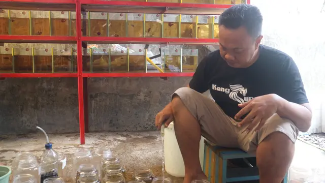 Berawal dari Hobi, Pria Ini Raup Untung Besar dari Cupang di Tengah Pandemi