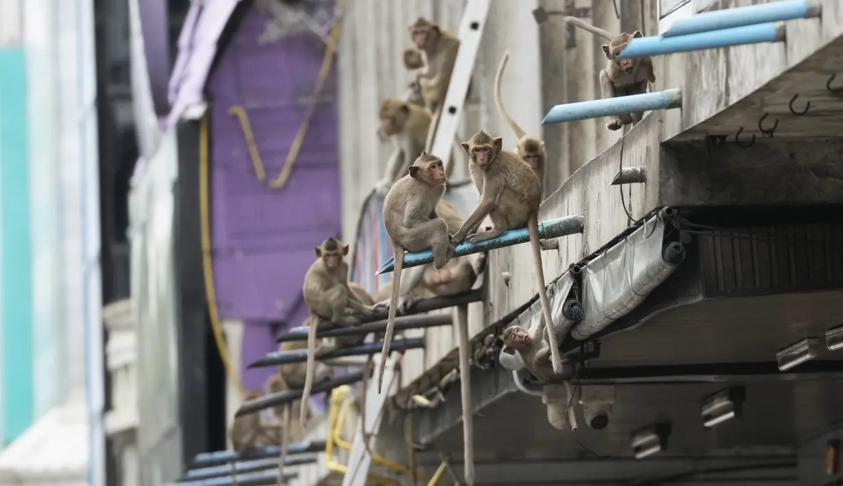 Sebuah kota di Thailand, yang terus menerus dirusak oleh populasi monyet liar yang terus bertambah, mulai melakukan perlawanan dengan menggunakan tipu muslihat dan buah tropis yang matang. (AP Photo/Sakchai Lalit)
