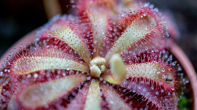 Tanaman Sundew