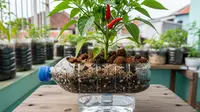 7 Ide Kebun Cabai Tanpa Tanah Pakai Botol Bekas: Praktis, Hemat Lahan dan Cocok untuk Pemula