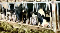 Hari Susu Sedunia jatuh setiap 1 Juni. Peringatan hari ini dilakukan guna mengingat kembali peranan industri susu dalam menyokong tiga pilar terkait konsumsi susu. Malang (30/5/2023). Foto: Liputan6.com/Ade Nasihudin.