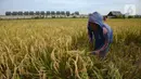 Petani memanen padi dari Sawah Abadi di kawasan Ujung Menteng, Jakarta, Rabu (23/2/2022). Padi hasil panen tersebut tidak dijadikan beras, tapi dijadikan benih untuk dibagikan kepada kelompok tani yang ada di wilayah Jakarta. (merdeka.com/Imam Buhori)