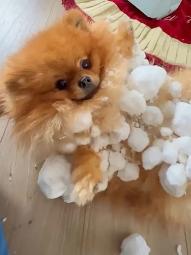 Anjing Jadi Bola Salju