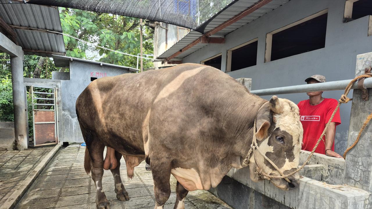 Fantastis! Sapi Kurban Presiden Prabowo Subianto 'Parikesit' Capai 1,13 Ton