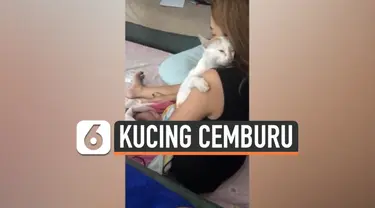 kucing cemburu