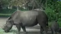 Eksekusi kios di atas lahan PT KAI di Banyumas, menimbulkan korban. Sementara itu, anak badak putih Afrika lahir di Taman safari Bali.