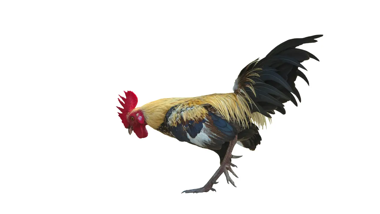 Ilustrasi cara merawat ayam bangkok