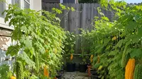 Cara Menanam Pare di Pot, Hasil Panen Melimpah untuk Lahan Kecil