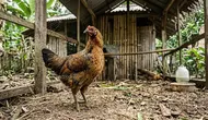 12 Cara Ternak Ayam Kampung Sambil Tetap Bekerja, Cocok Jadi Usaha Sampingan