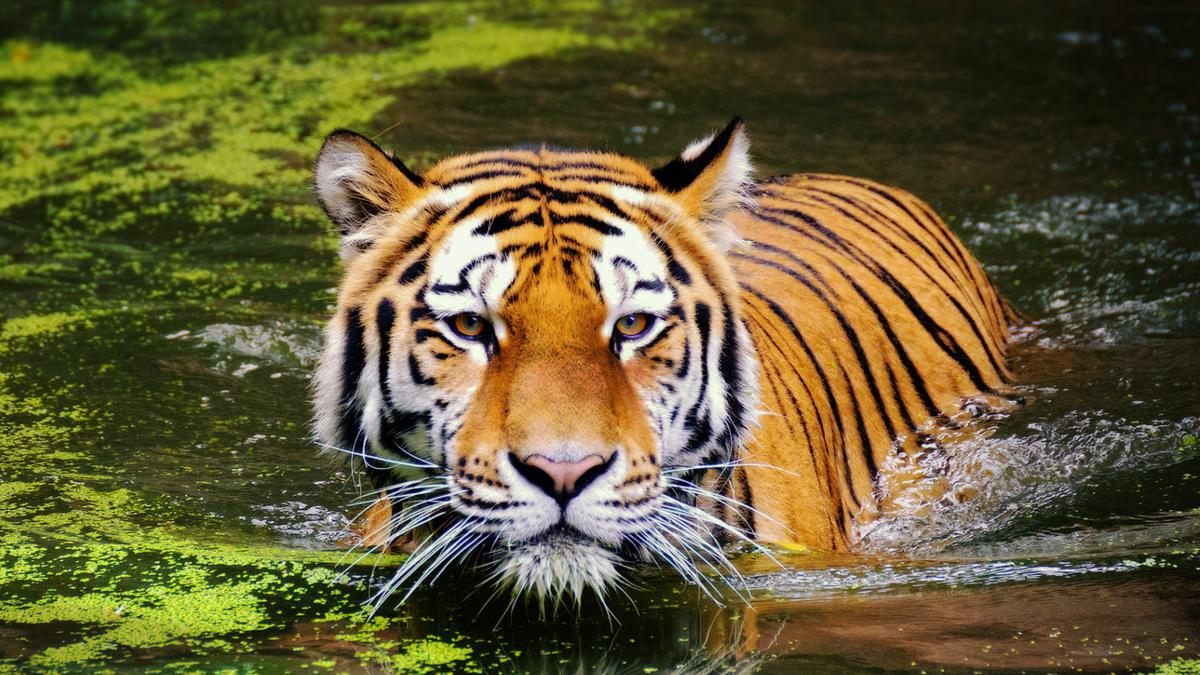 10 Arti Mimpi Dikejar Harimau yang Menjadi Sebuah Peringatan
