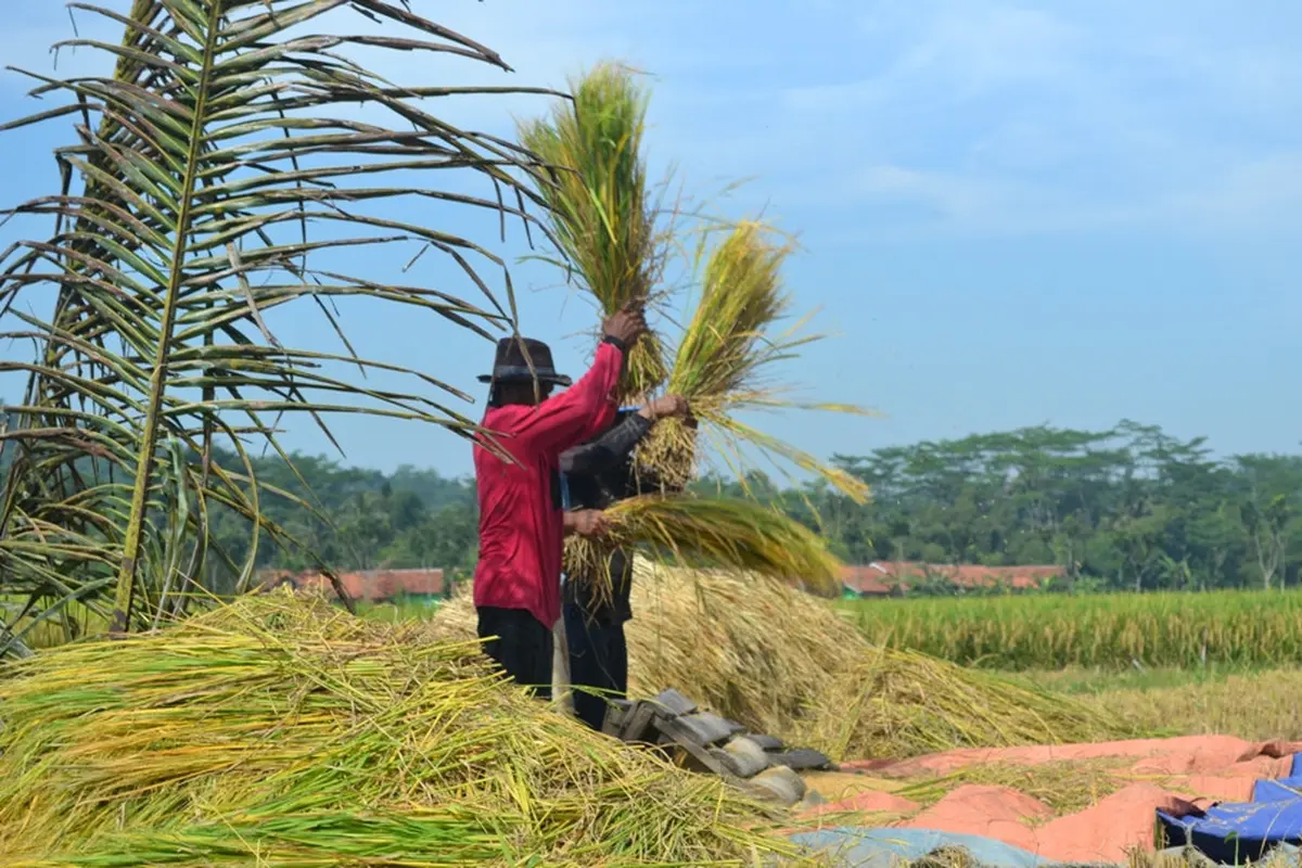 Petani panen padi di Desa Cingebul, Lumbir, Banyumas. (Foto: Liputan6.com/Muhamad Ridlo)